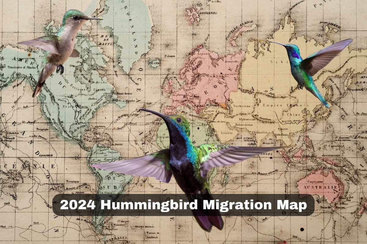 2024 Hummingbird Migration Map