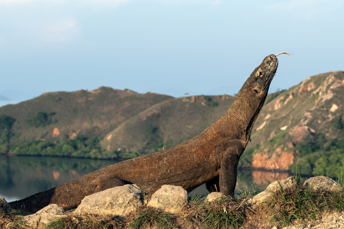 Komodo Dragons in Captivity: Breeding and Conservation Programs