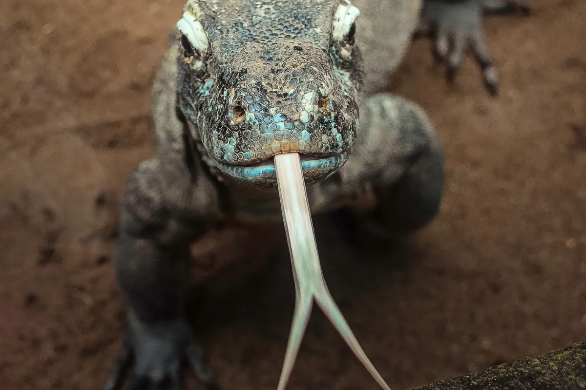 From Myths To Reality: The Evolution And Ecology Of Komodo Dragons