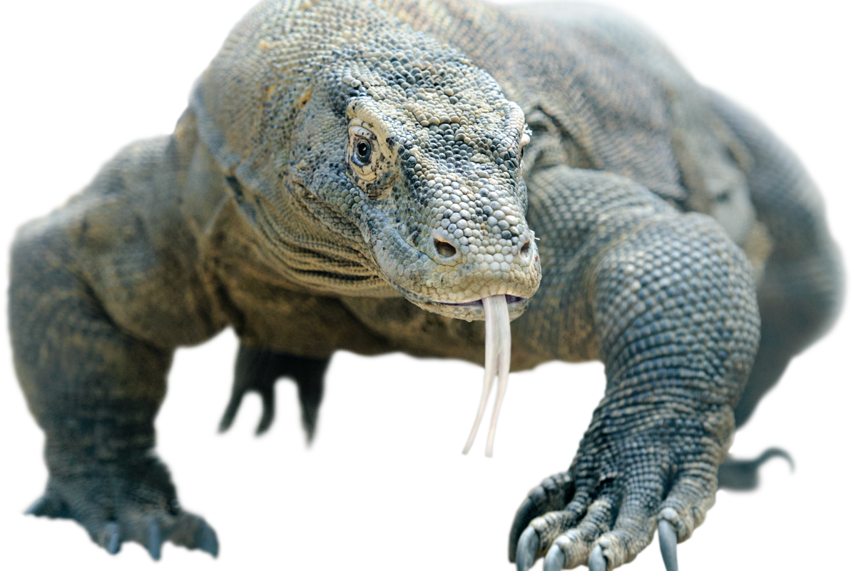 Komodo Dragons in Captivity: Challenges and Successes in Zoos