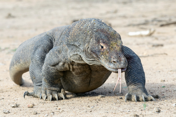 Komodo Dragons in Captivity: Challenges and Successes in Zoos